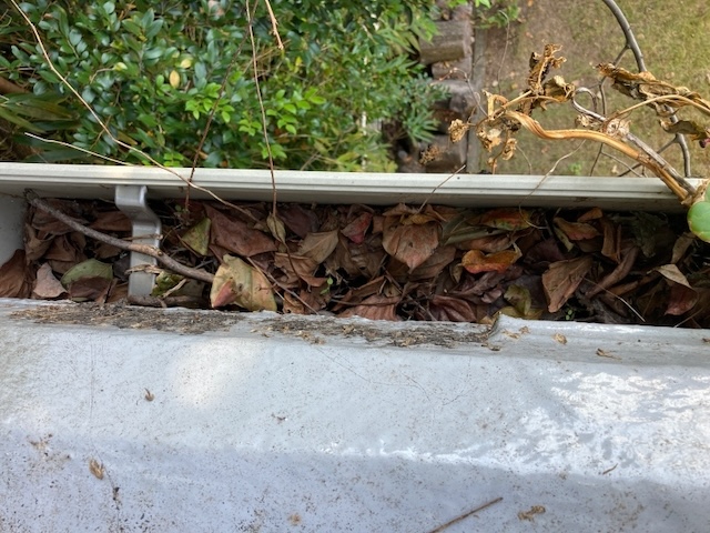 名古屋市緑区にて雨樋詰まり掃除・堆積した落ち葉が腐葉土と化し雑草が伸びきっている状態でした